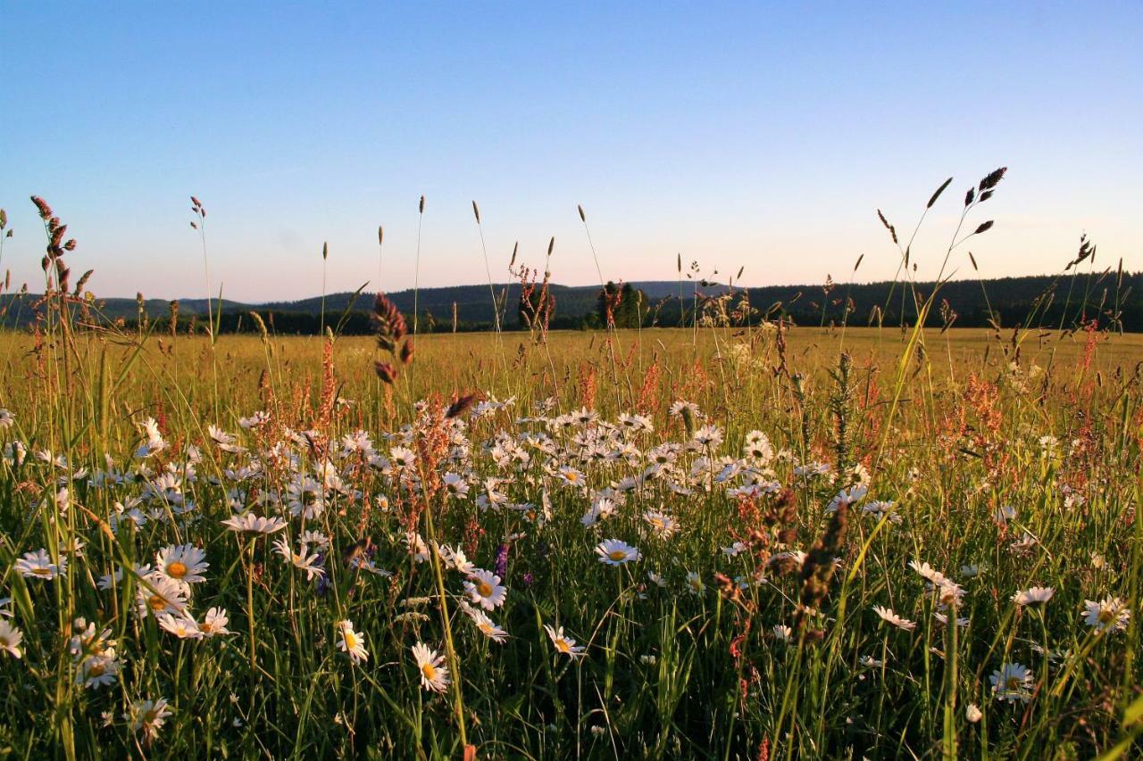 Landhaus Edelweiss Bed&Breakfast - Adults Only Neustadt am Rennsteig Buitenkant foto